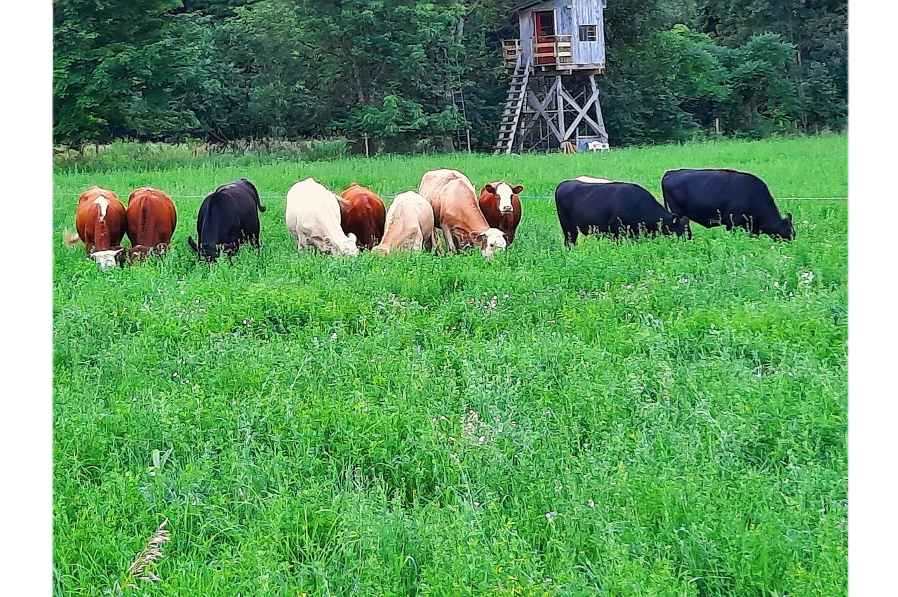 Vache dans un champ